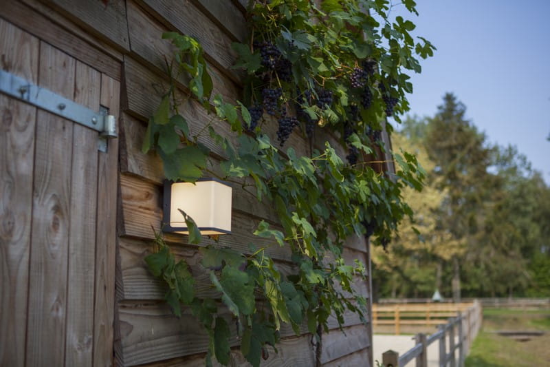 Kinkiet elewacyjny Doblo LED 3000K w kolorze ciemnoszarym, zamontowany na drewnianej ścianie, z białym kloszem. Wokół rosną liście winogron i owoce, a w tle widać zieleń i ogrodzenie. Ujęcie z boku, ukazujące detal montażu.