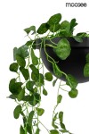 Czarny kinkiet LED Plant Wall z jednopunktowym mocowaniem. Widzoczna doniczka z sztucznymi zielonymi pnączami, zwisającymi z krawędzi. Rośliny mają różne kształty liści, a całość prezentuje nowoczesny design. Tło białe.