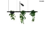 Czarna lampa wisząca Plant LED z dwoma punktami świetlnymi, z metalowym stelażem. Posiada dwie okrągłe donice z zielonymi pnączami, zawieszone na cienkich linkach. Kąt ujęcia frontalny, produkt prezentowany na białym tle.