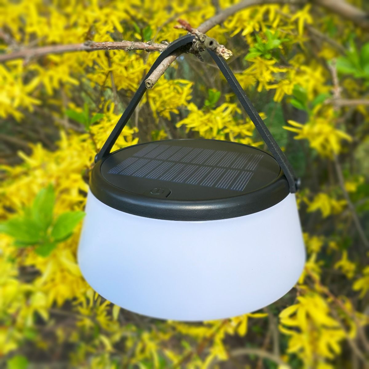 Lampa stołowa solarna LED Aure o mocy 2,2W, kolor czarny. Posiada okrągły, matowy klosz i panel słoneczny na górze. Zawieszona na czarnym uchwycie, w otoczeniu żółtych kwiatów. Wodoodporność IP44, ciepła barwa światła 2700K.