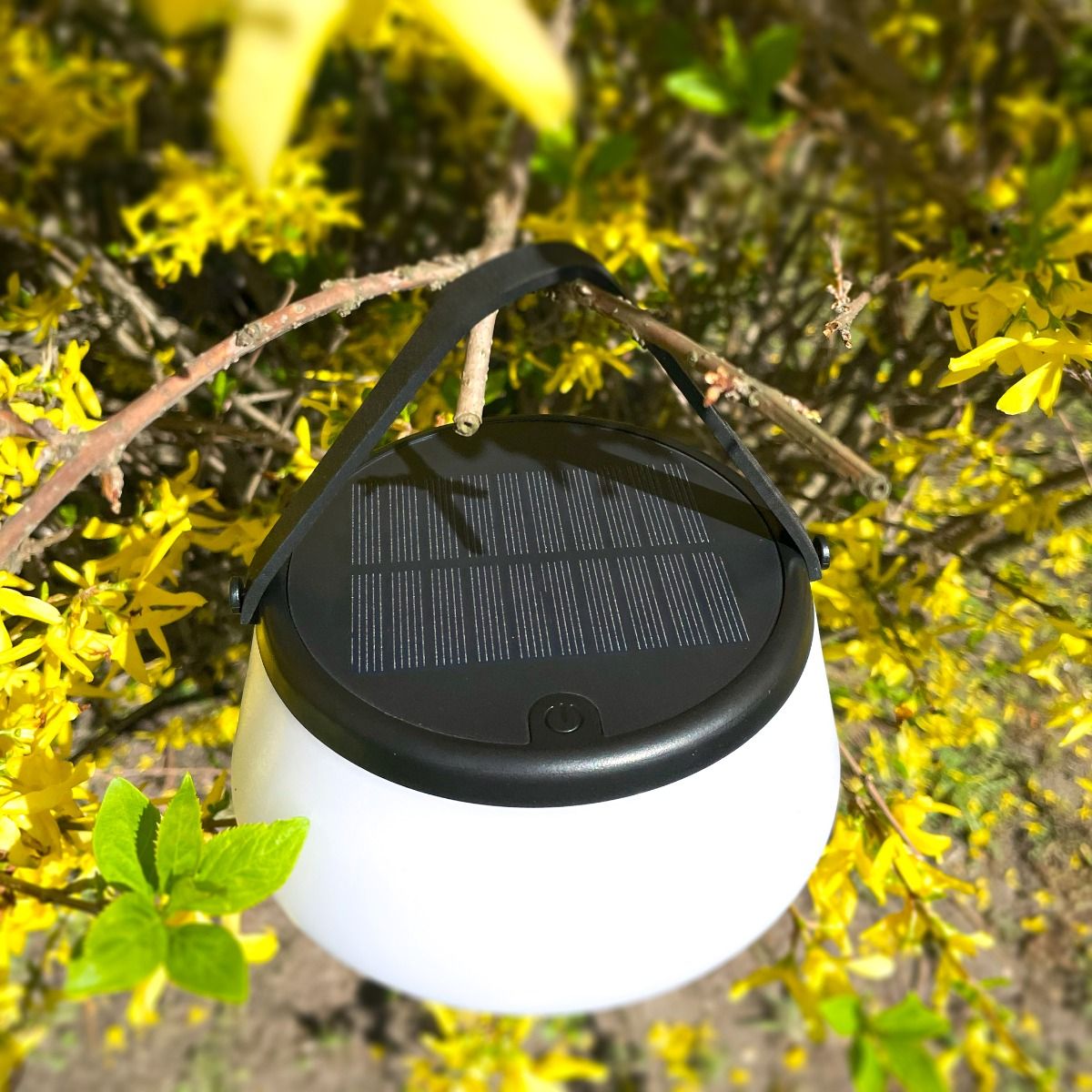 Lampa stołowa solarna LED Aure, czarna, z białym kloszem, zawieszona na gałęzi. Widoczny panel słoneczny na górze oraz przycisk włączania. Oświetlenie o ciepłej barwie 2700K, odporność IP44, idealna do ogrodu lub na taras.