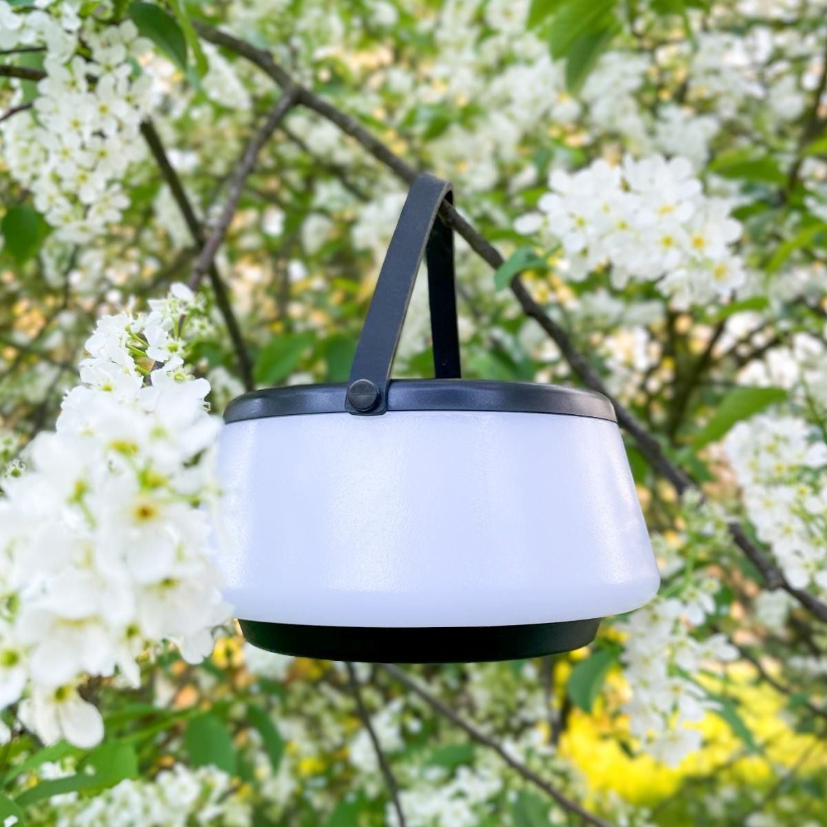 Lampa stołowa solarna LED Aure o mocy 2,2W, kolor czarny, z białym kloszem. Zawieszona na gałęzi wśród białych kwiatów, z widocznym czarnym uchwytem. Oświetlenie w ciepłej barwie 2700K, stopień ochrony IP44.