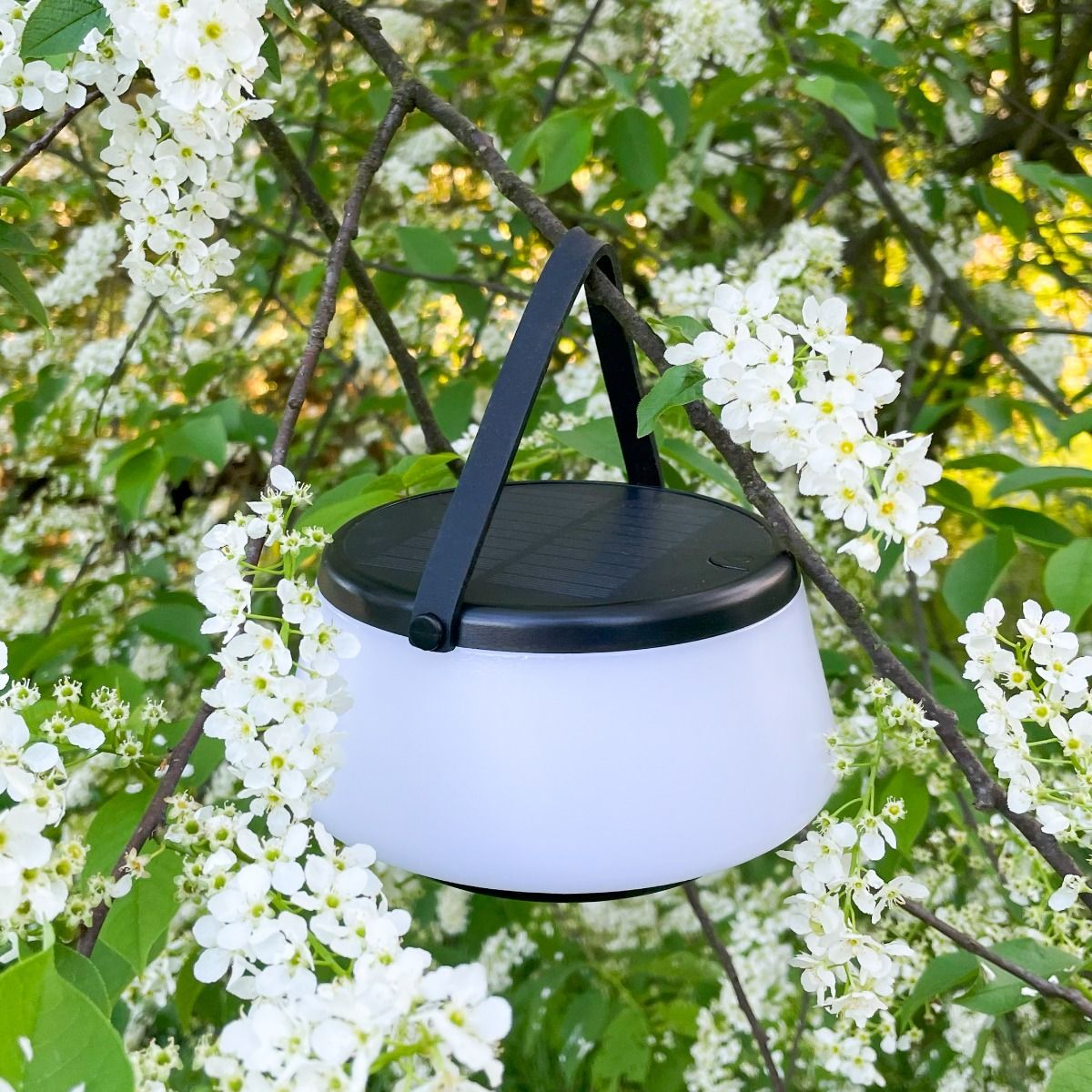 Lampa stołowa solarna LED Aure w kolorze czarnym, o kształcie okrągłym, z przezroczystym kloszem. Zawieszona na gałęzi, z widocznym panelem słonecznym na górze. Oświetlenie o temperaturze barwowej 2700K, z klasą ochrony IP44.