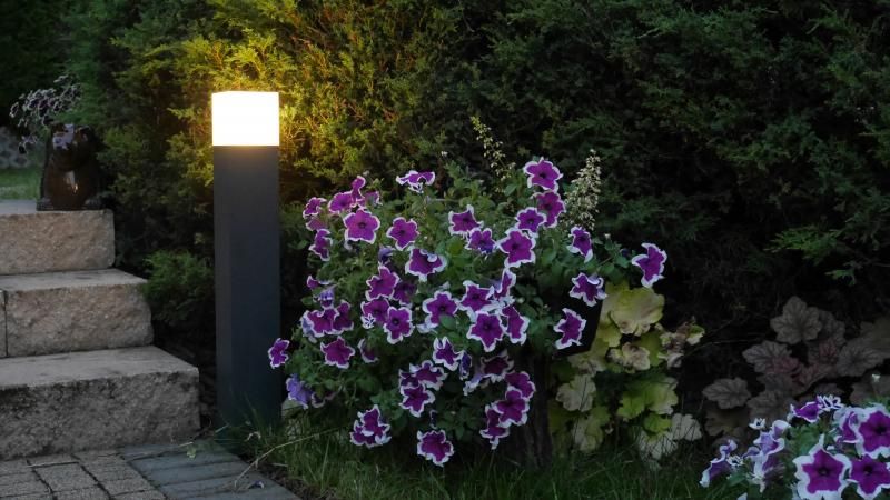 Lampa stojąca ogrodowa Cube Max w kolorze ciemnego popielu, z prostokątną głowicą świecącą na biało, umieszczona wśród kwitnących petunii w odcieniach fioletu, na tle zielonych krzewów, stojąca przy schodach.